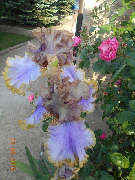 Bratislavan - 2Irisi 2019