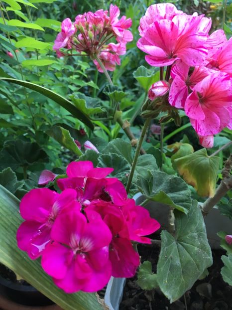 CEE6F6FC-79DD-49CE-91A2-69FE8D5956B8 - 2019