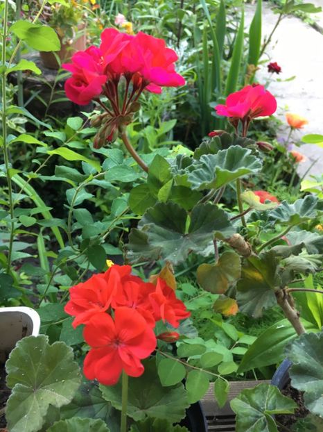 E2131D98-52D3-476E-94F2-40987E3653E7 - 2019