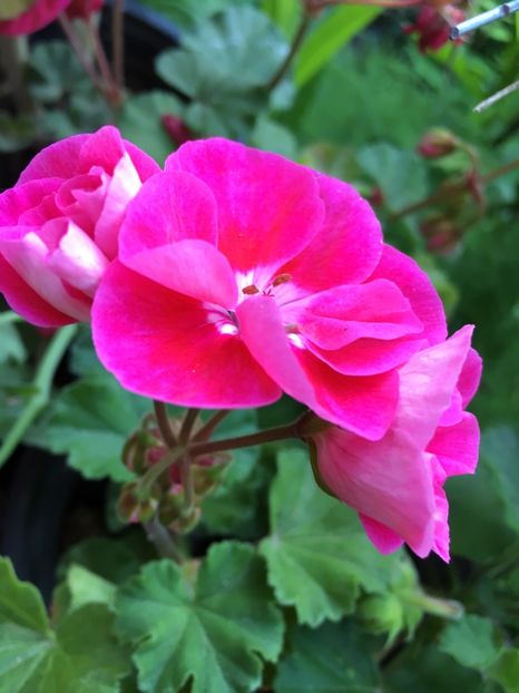 846DADDA-BE8A-4118-948F-BF53F9936AC3 - 2019