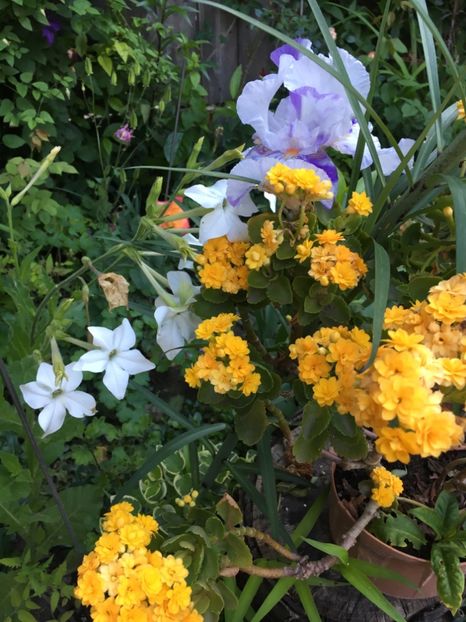 51078B56-D8EB-449F-A8B1-44F88CAD236E - Mai 2019