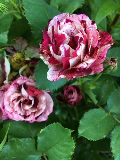 B96C71E8-7D5C-4B5A-86BE-CD26FE246EC1 - Trandafiri 2019