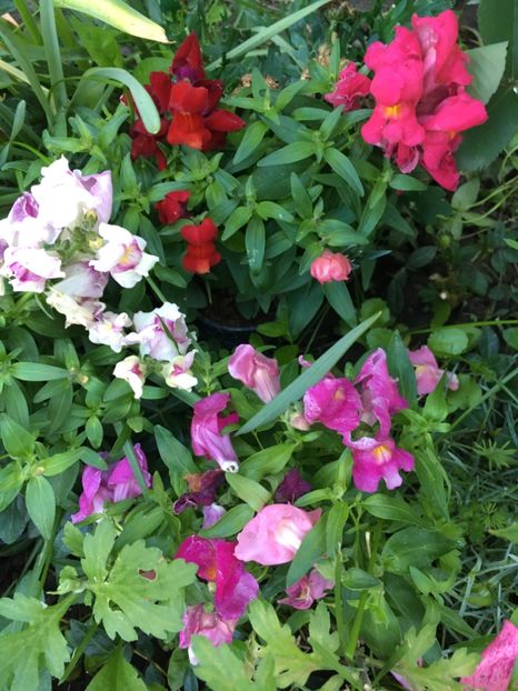 F0BA134D-E447-4933-97A7-2C7C1B8AFA52 - Mai 2019