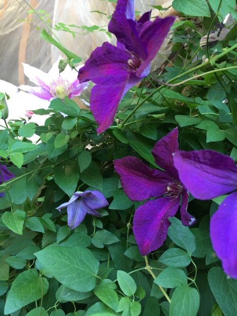 2E0C1679-EC2D-4FC7-ACA2-B8CA0D8536E7 - Clematite 2019