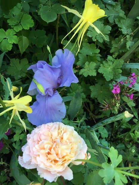 CFA65DB3-B62A-4213-A566-41C8ABBD5D81 - Mai 2019