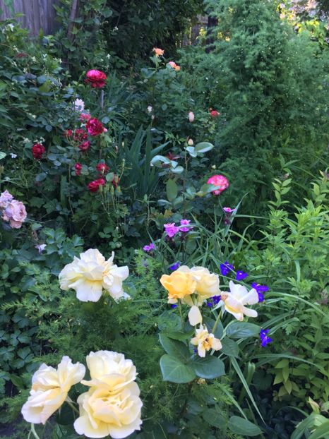 A04384C5-A41F-4363-B1A0-63D476112031 - Mai 2019