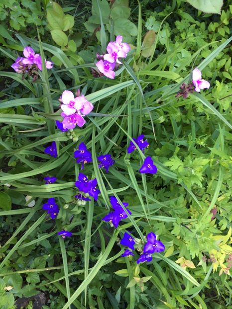 E29063DE-FB51-4E36-8BDB-C05822A5AFF0 - Mai 2019