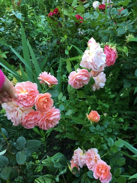 D6BE26B1-CDC4-4197-9E56-596E64DF90E7 - Mai 2019