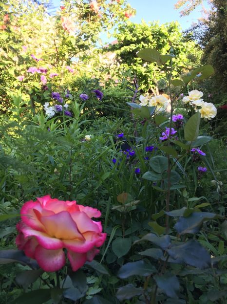 E4350F3B-27FD-47E7-B7F0-AE9563A9AE36 - Mai 2019