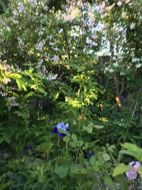 A9061DEA-14D8-427A-8FAE-B9047FD0FA07 - Mai 2019