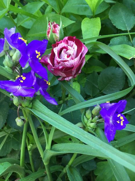 57C07408-5B6C-493B-9593-EE401C53B641 - Mai 2019