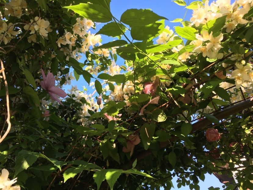 22A76D3C-C6C1-4A1E-BA2F-91A9CC5C0C82 - Mai 2019