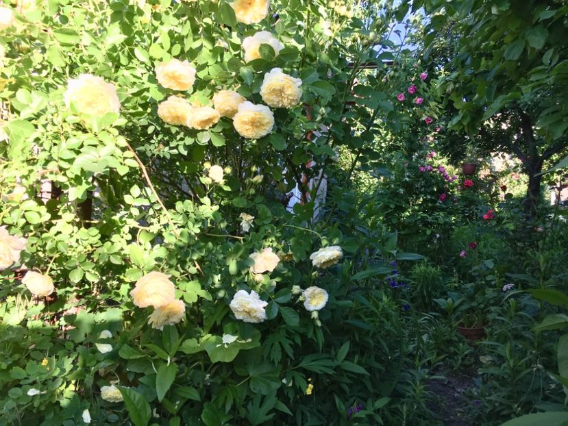 47F3D7F9-625A-4F90-8377-43C6621F7FCE - Mai 2019