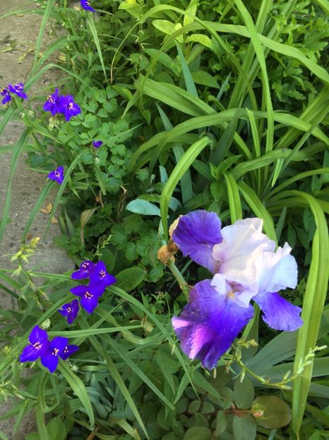 6326D467-7C52-4122-BD80-8506D2EC91C8 - Iriși 2019 2024