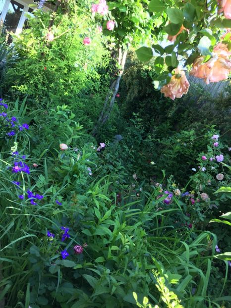 349CB52A-3640-425E-AB24-03B70AC97FF0 - Mai 2019