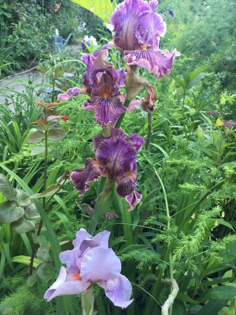 Queen in Calico și Maria Tormena - Iriși 2019 2024