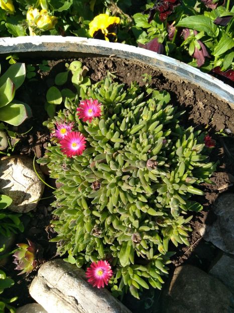  - Delosperma-Lampranthus