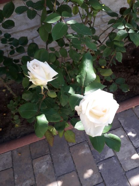  - MAi 2019