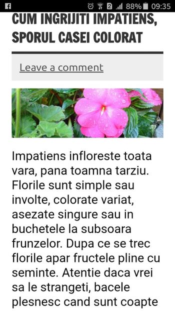 2019_05_23_09.35.22 - IMPATIENS----SPORUL CASEI