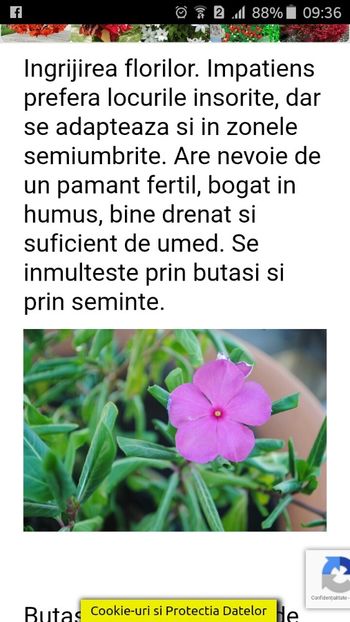 2019_05_23_09.36.03 - IMPATIENS----SPORUL CASEI