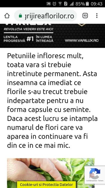 2019_05_23_09.43.26 - Petuniile mele