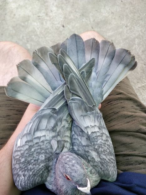 Rubella - 8 Cozi deschise