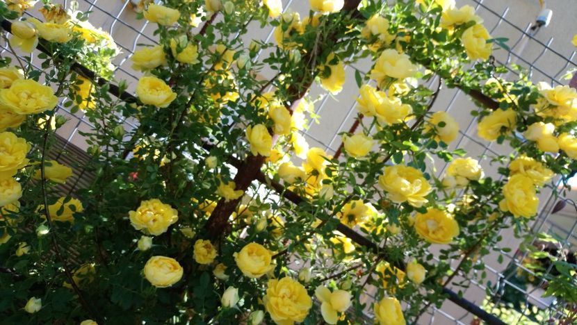  - Persian yellow