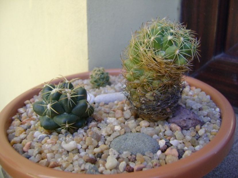 Coryphantha delaetiana - Cactusi 2018 final de an