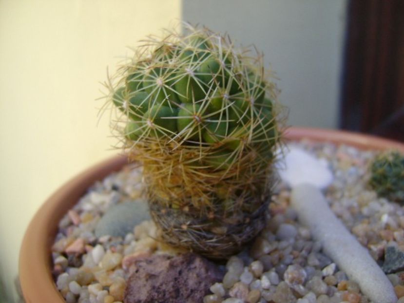 Coryphantha delaetiana - Cactusi 2018 final de an