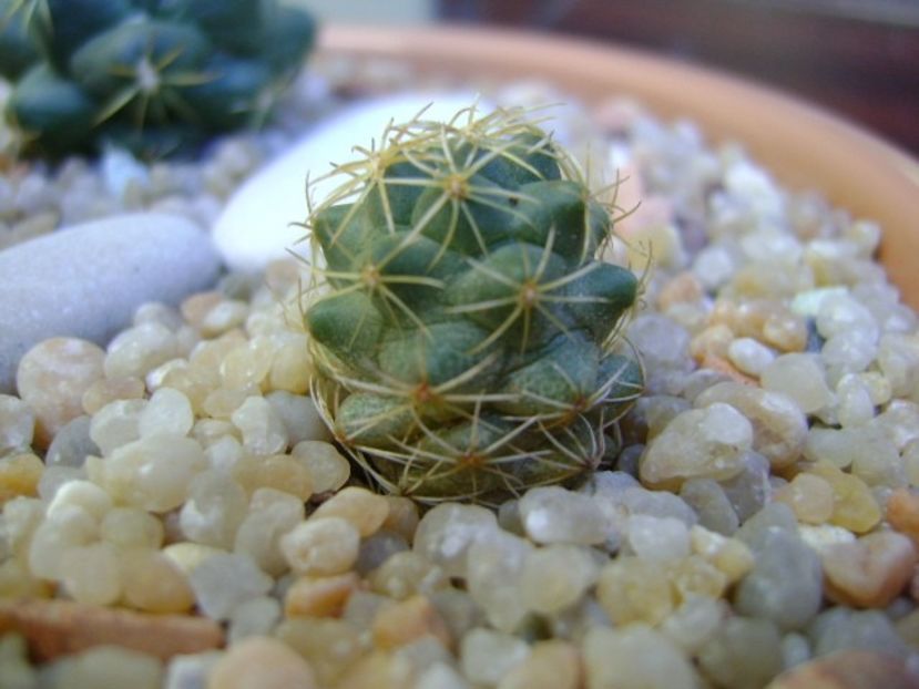 Coryphantha sp. - Cactusi 2018 final de an