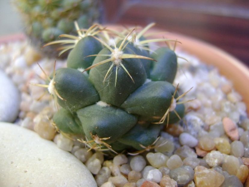 Coryphantha maiz-tablasensis - Cactusi 2018 final de an
