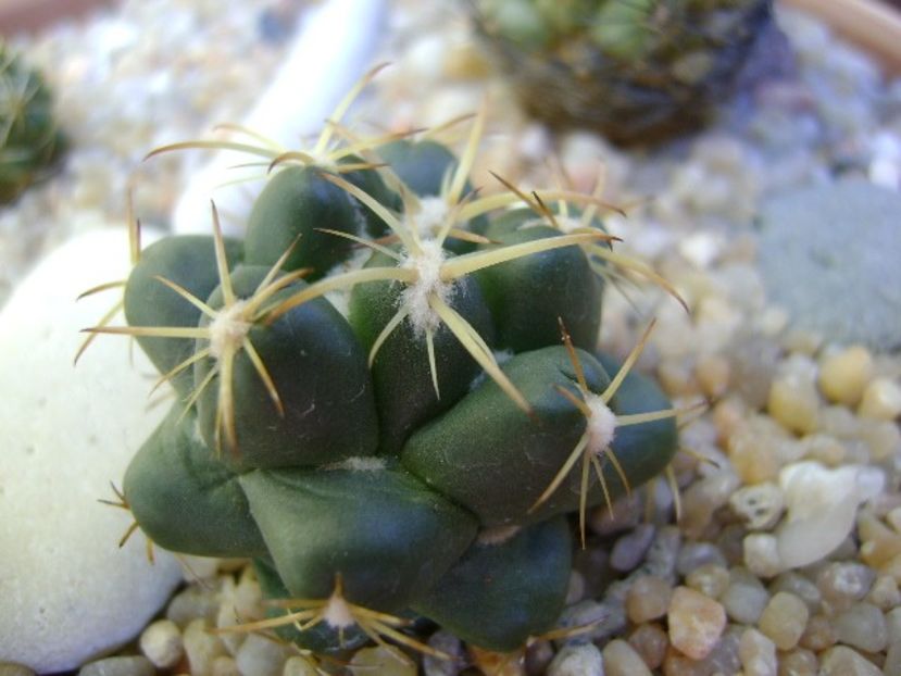 Coryphantha maiz-tablasensis - Cactusi 2018 final de an