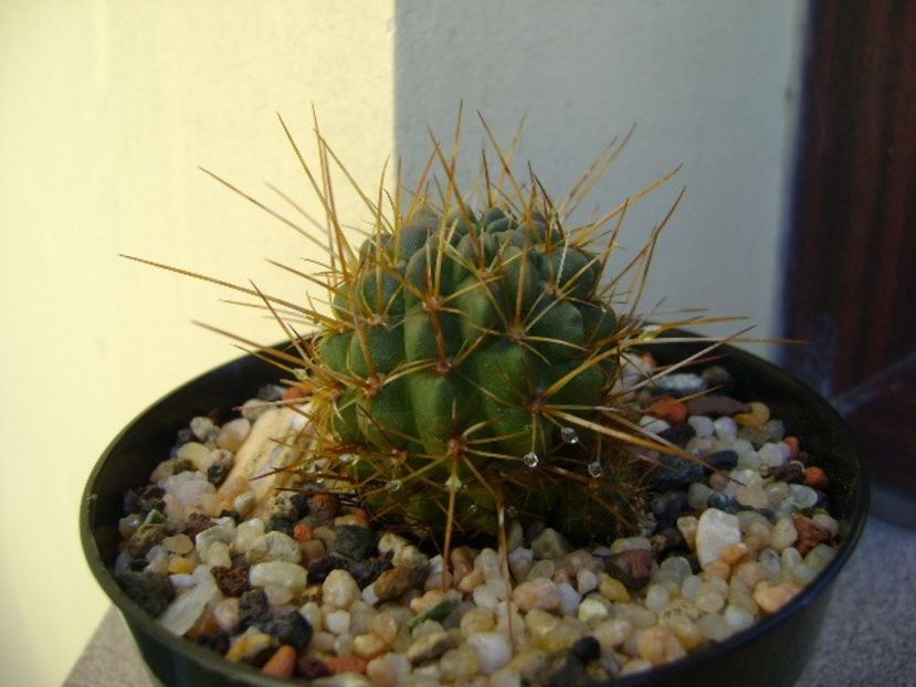 Lobivai aculeata (Echinopsis pentlandii) - Cactusi 2018 final de an
