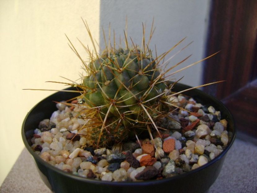 Lobivai aculeata (Echinopsis pentlandii) - Cactusi 2018 final de an