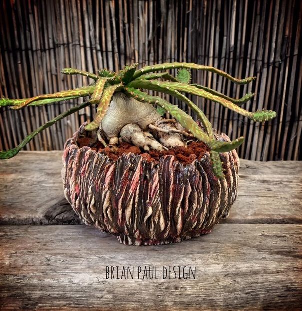 Euphorbia stellata - Vase - aranjamente - accesorii