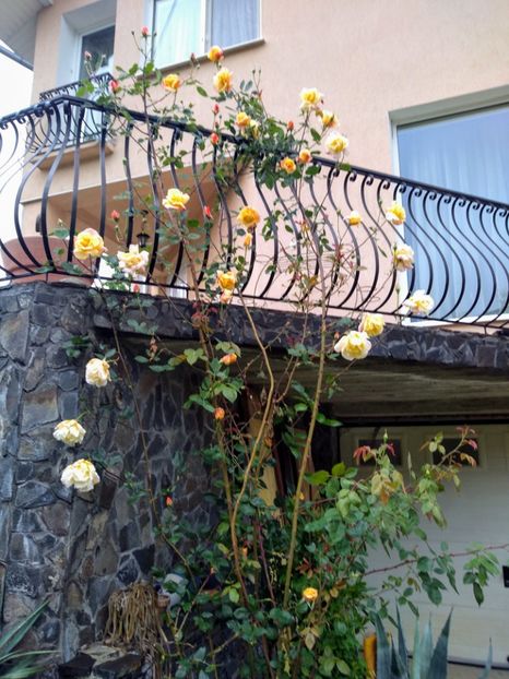 sutter"s gold - Trandafiri 2019