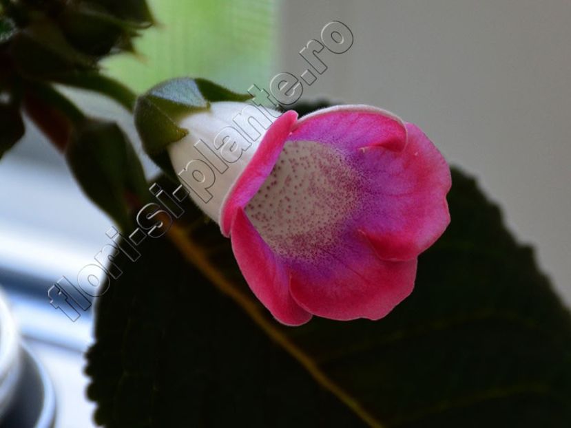 Sinningia Luci s ..... - GLOXINIA_SINNINGIA - Hibrizii mei -My hybrids