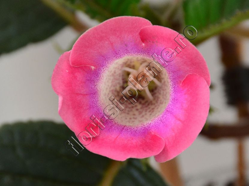 Sinningia Luci s ....... - GLOXINIA_SINNINGIA - Hibrizii mei -My hybrids