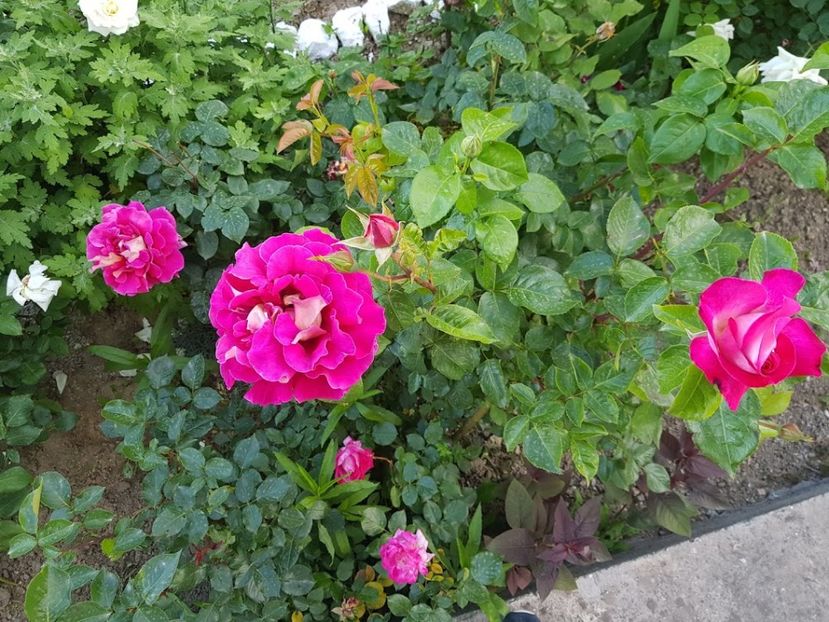  - U-GRADINA MEA