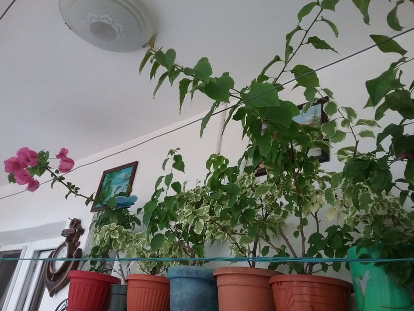  - Bougainvillea