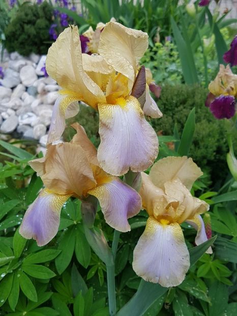 N2 - Mai 2019