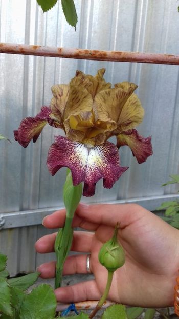 Asa drag imi e - 9999999999999999 IRIȘI 2019