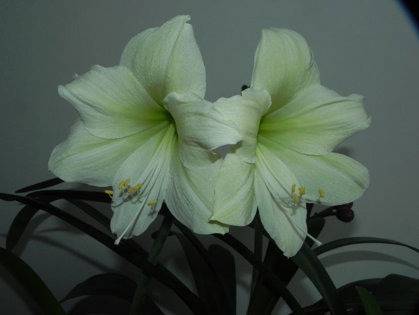  - AMARYLLIDACEAE-Hippeastrum
