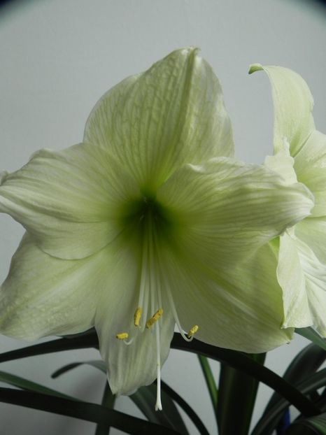  - AMARYLLIDACEAE-Hippeastrum