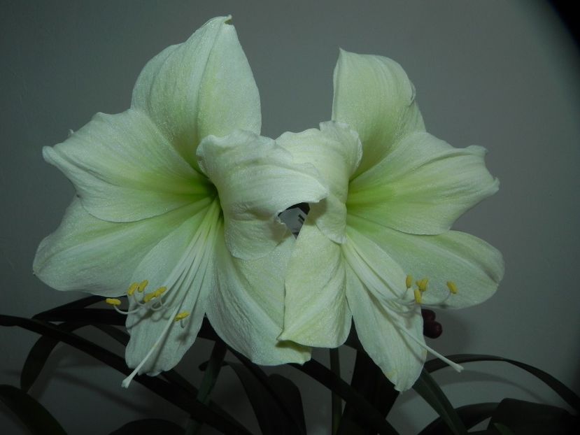  - AMARYLLIDACEAE-Hippeastrum