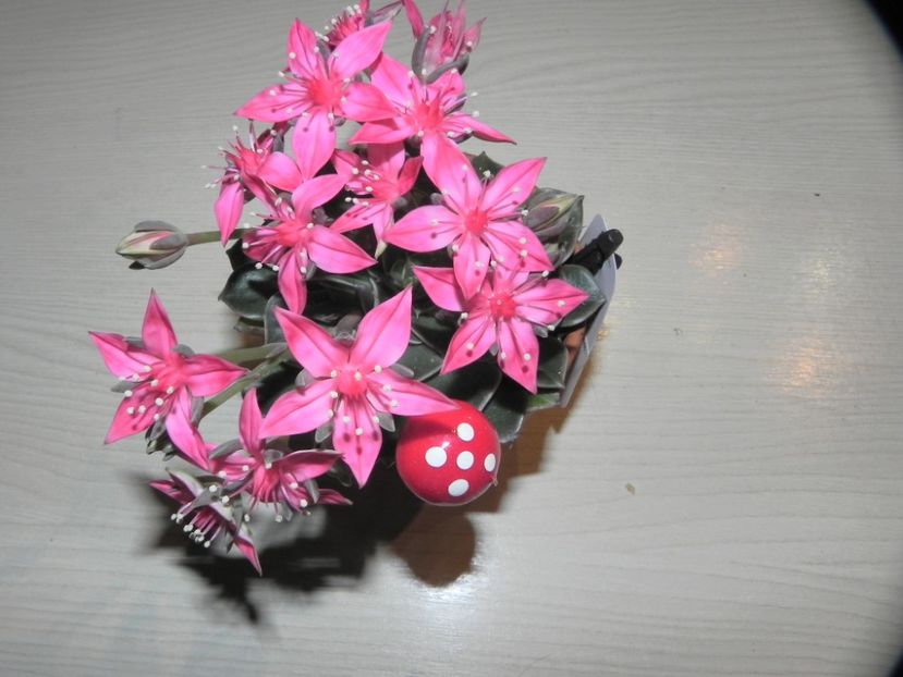  - Adenium Hoya si alte plante suculente