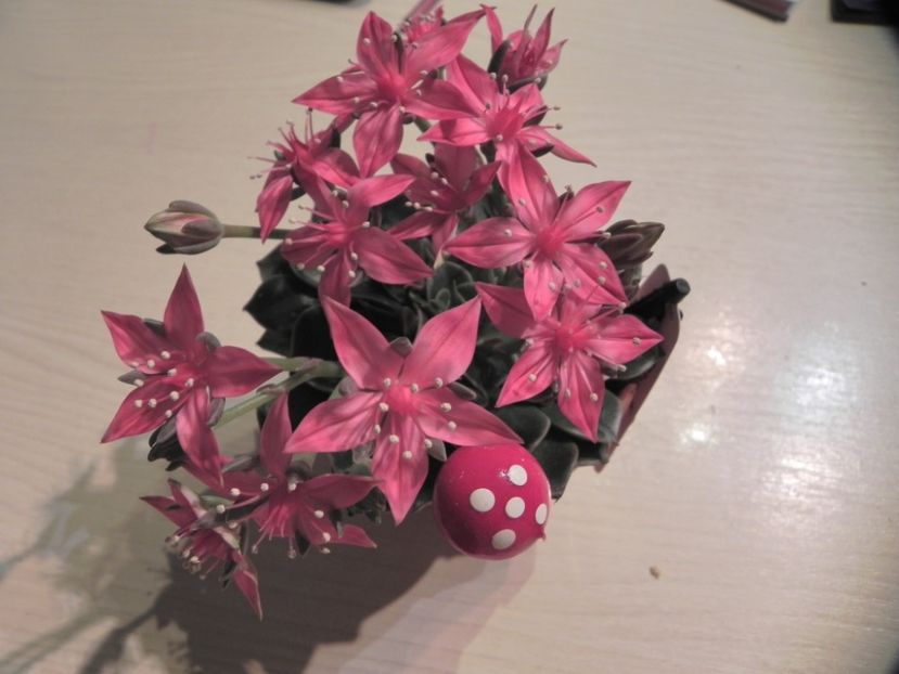  - Adenium Hoya si alte plante suculente