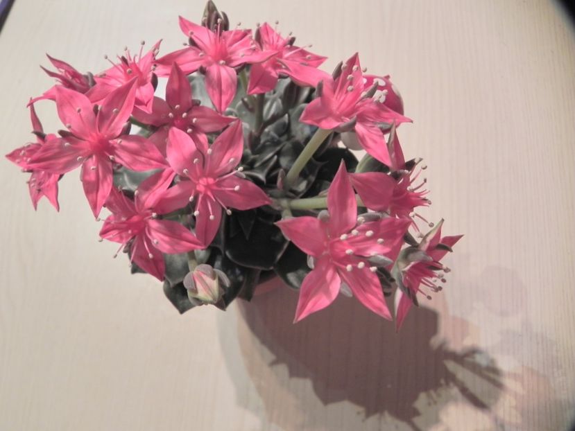  - Adenium Hoya si alte plante suculente