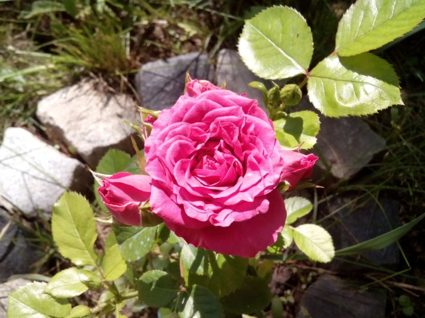  - Necunoscut luat drept Piano