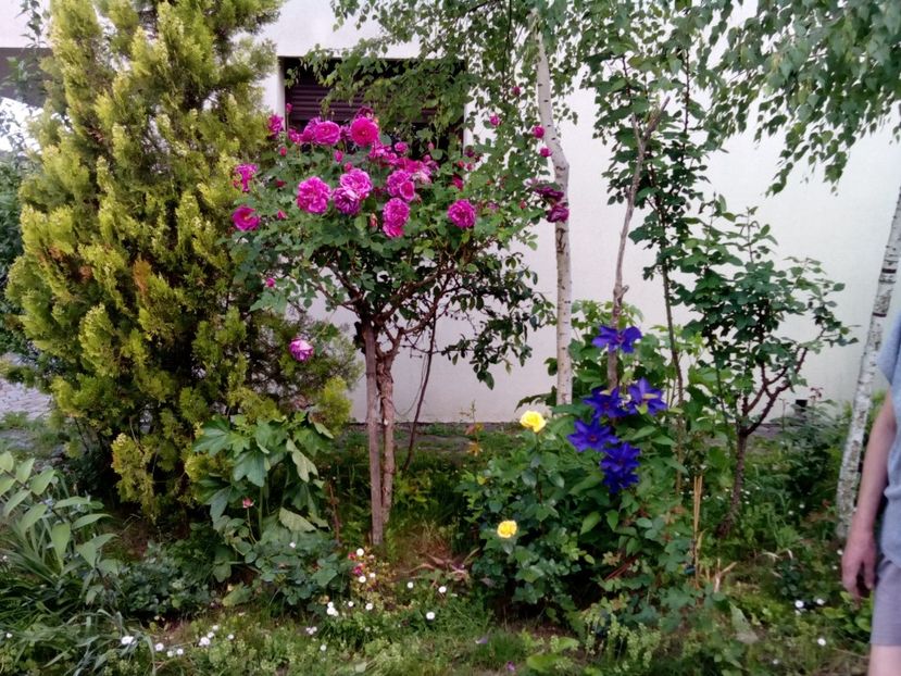  - Un shrub foarte parfumat